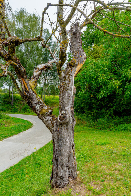 Image: _JA 40729 abgestorbener Apfelbaum.jpg